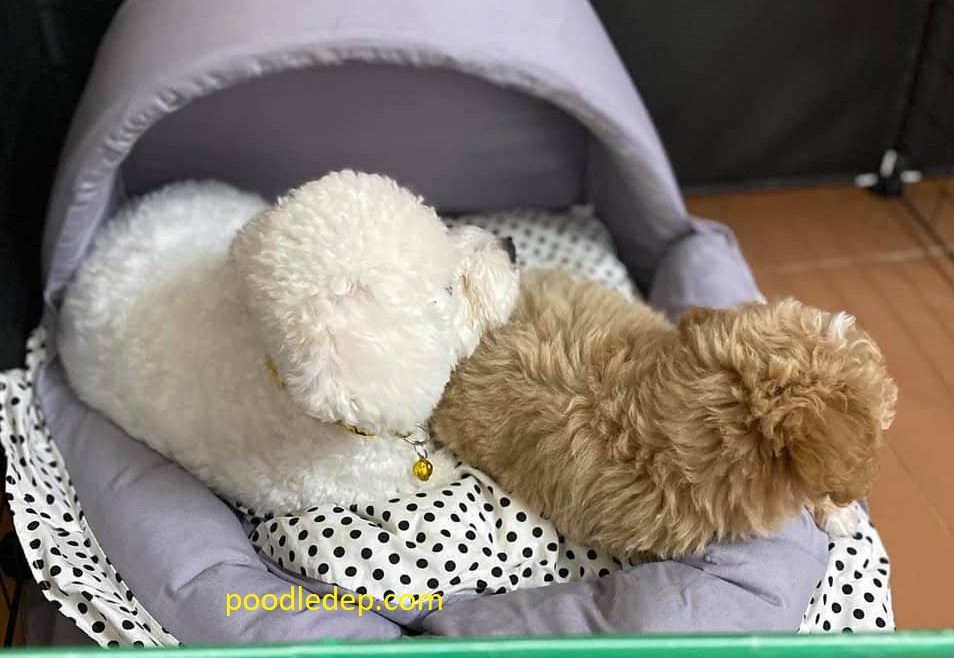 Chó Tiny Poodle màu nào đẹp nhất Mua bán Chó Poodle Tiny & Teacup thuần chủng màu trắng, màu đen đẹp tại Siêu thị poode tiny ✅ Đảm bảo vấn đề sức khỏe